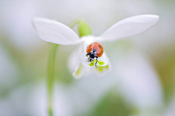 Beautiful Flora and Fauna Photography by Jacky Parker