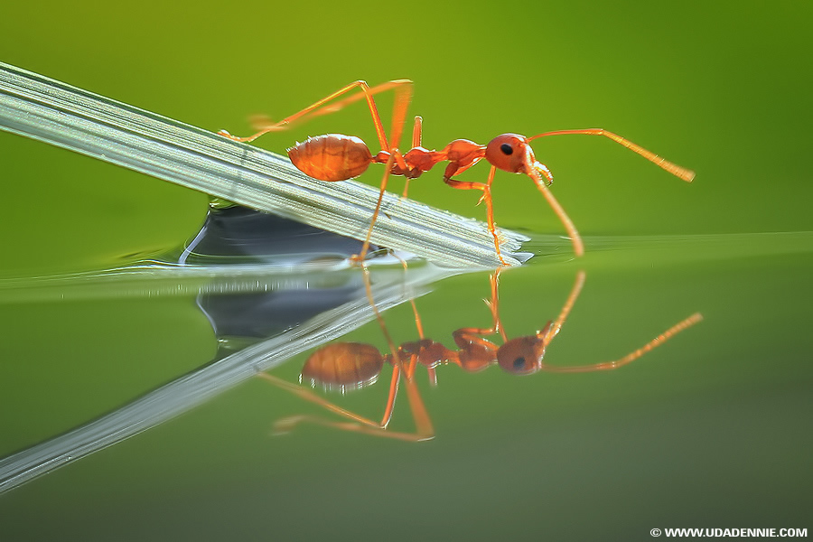 Amazing Insect Photography by Uda Dennie