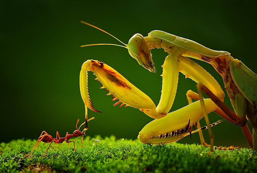 Amazing Insect Photography by Uda Dennie