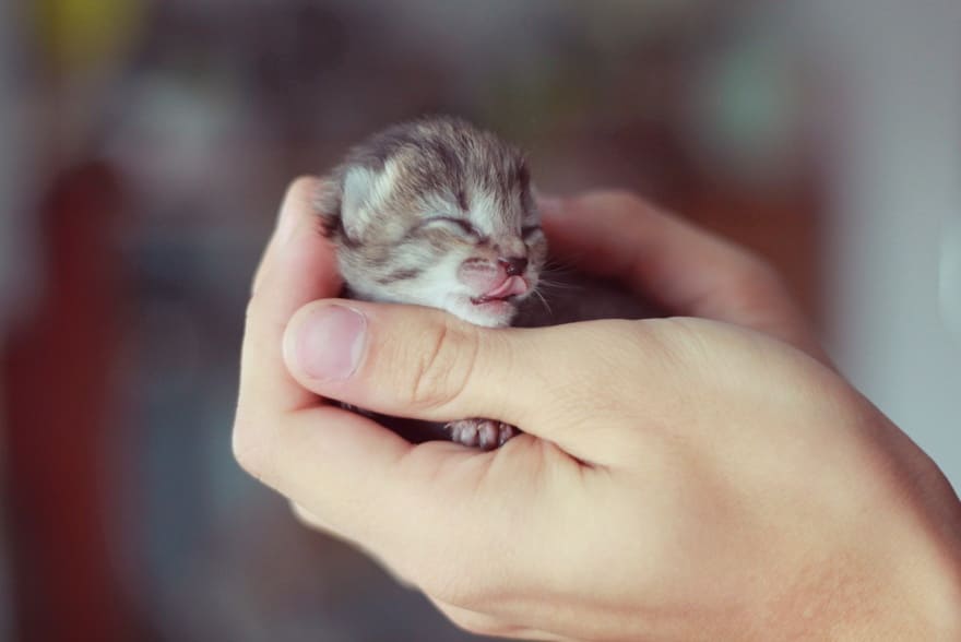 Tiny Baby Animals
