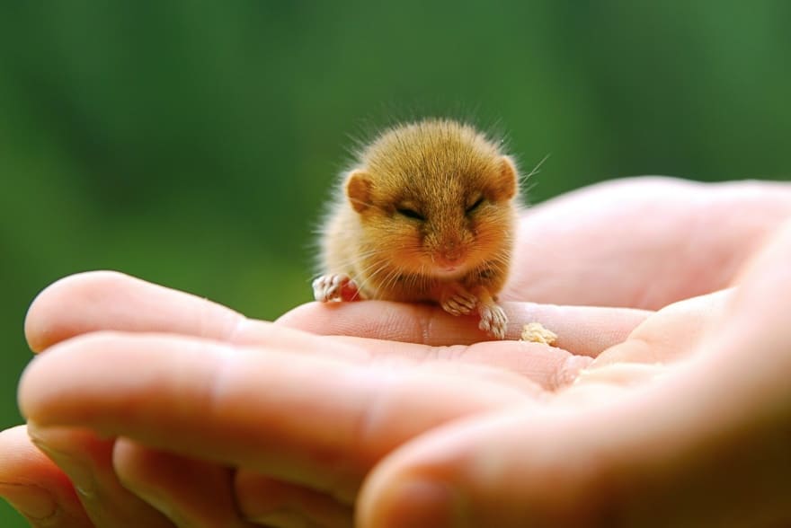 Tiny Baby Animals