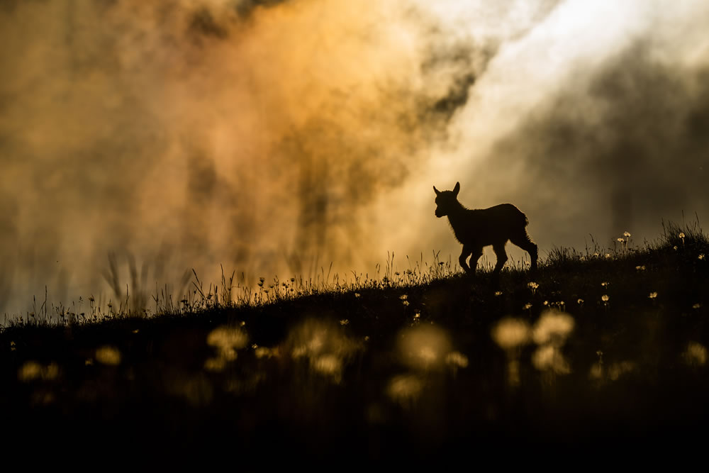 Winning Photos From The Nature Photographer Of The Year Awards
