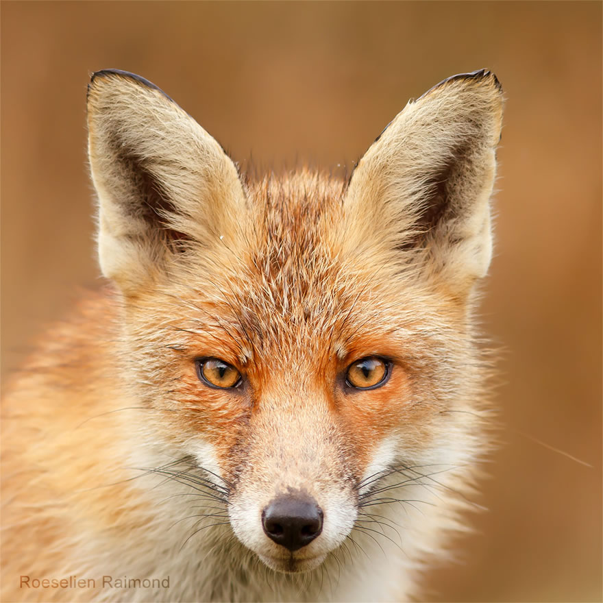 Sixty four foxy faces by Roeselien Raimond