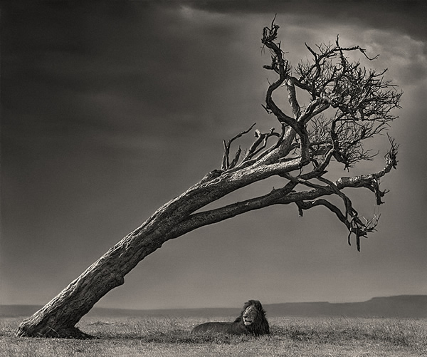 Nick Brandt - Inspiration from Masters of Photography 