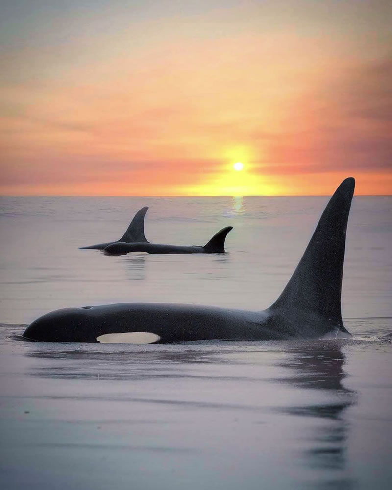 Stunning Stitched Images Of Orcas and Sunsets By Mary Parkhill
