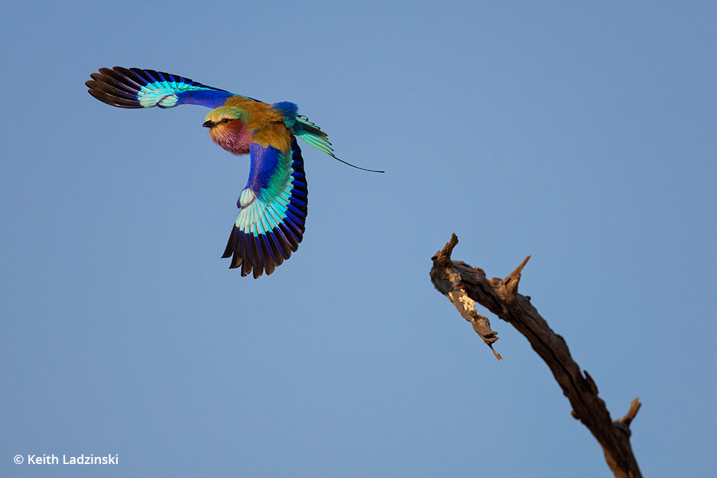 Photo of a lilac-breasted roller.