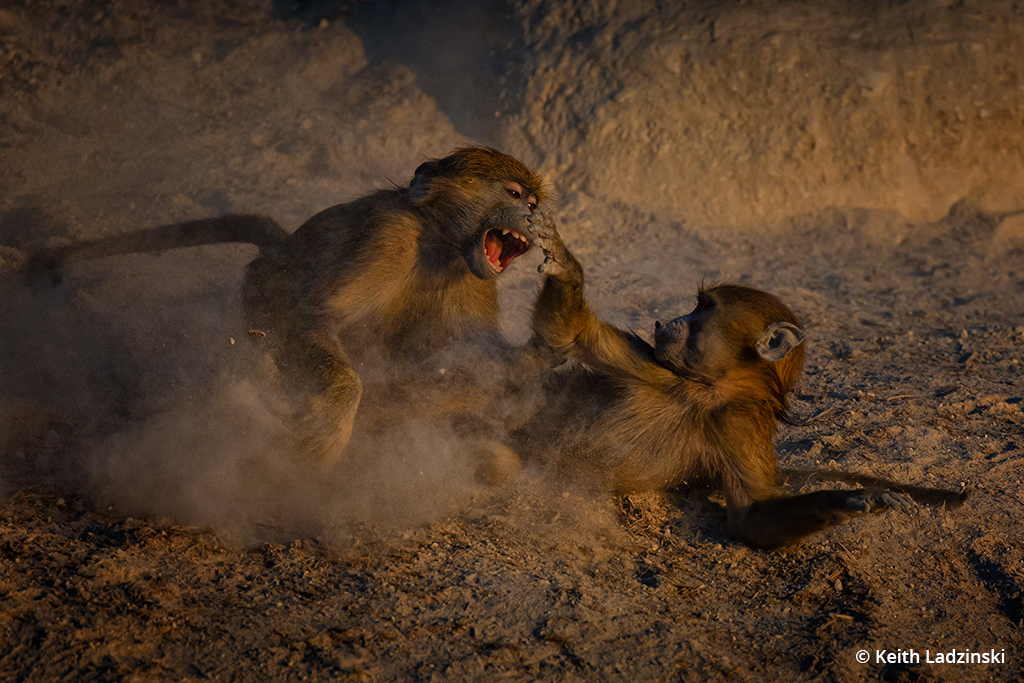 Photo of baboons taken with the Canon EOS R3 in Botswana.
