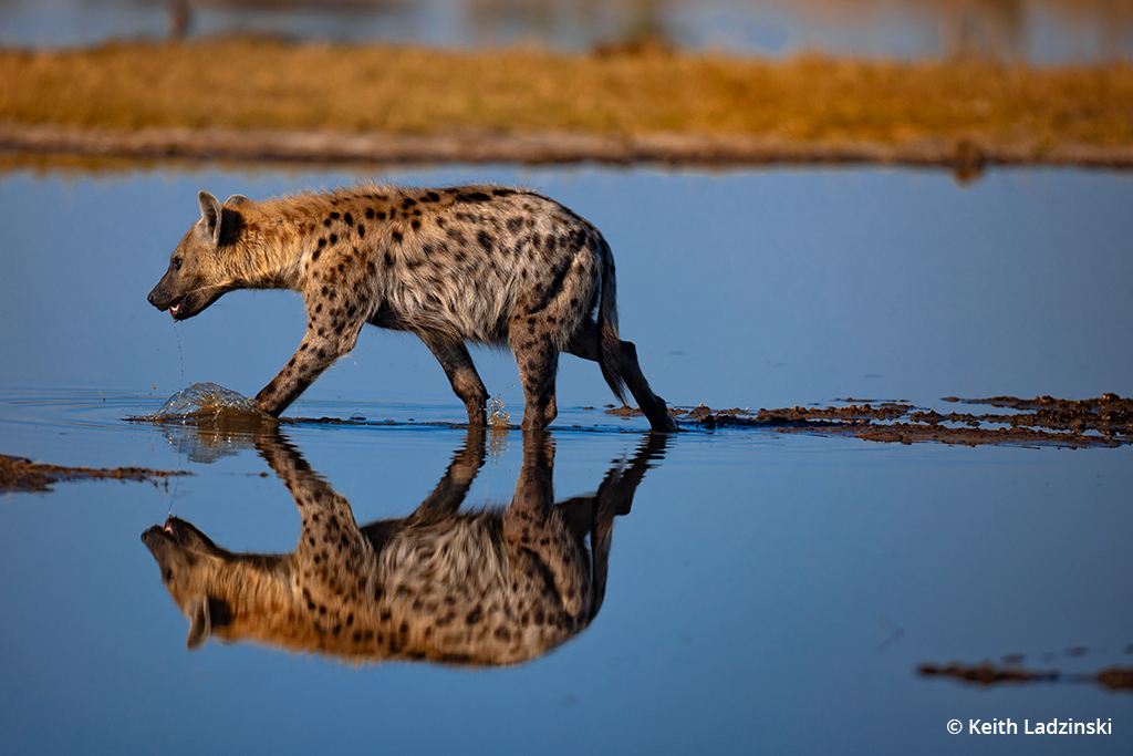 Photo of a hyena taken in Botswana.