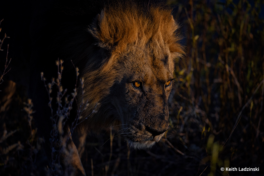 Photo of a male lion taken with the Canon EOS R3.