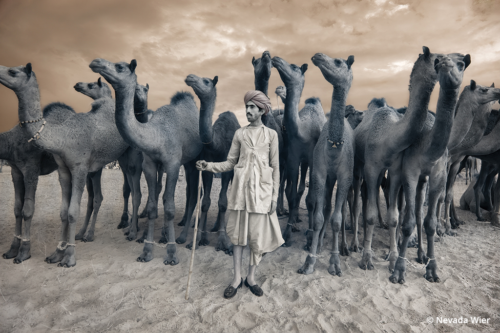 Infrared image of a camel trader in India.