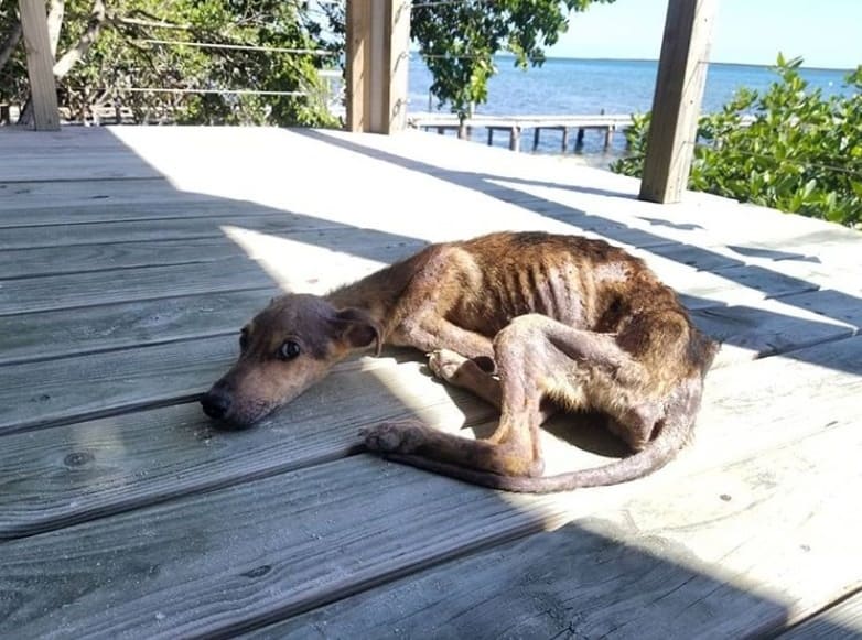 Man Discovers Starving Dog Alone