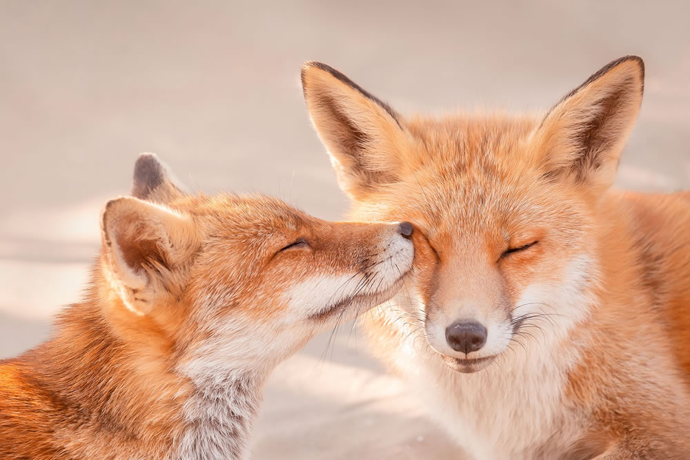 Foxy Love: What Kind Of Love Do You Prefer by Roeselien Raimond