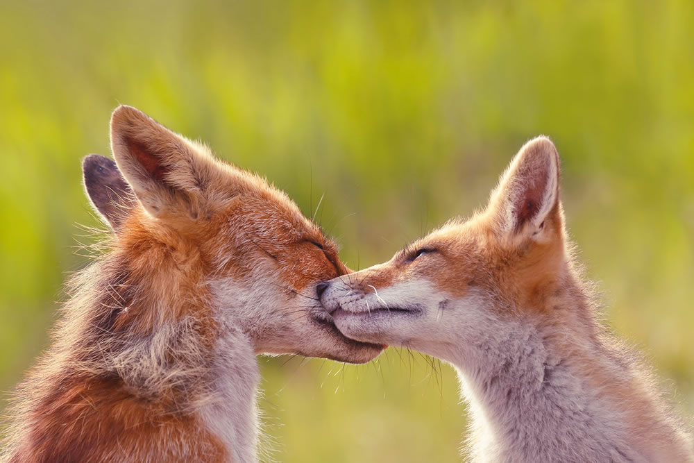 Foxy Love: What Kind Of Love Do You Prefer by Roeselien Raimond
