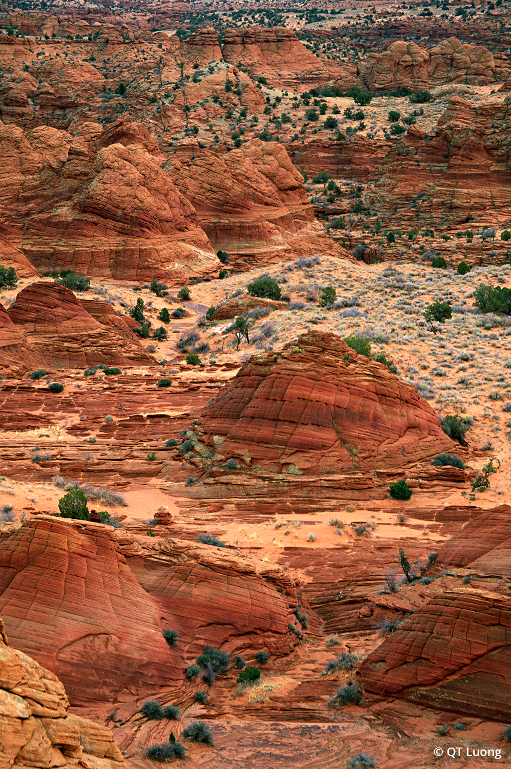 Photograph of North Coyote Buttes.