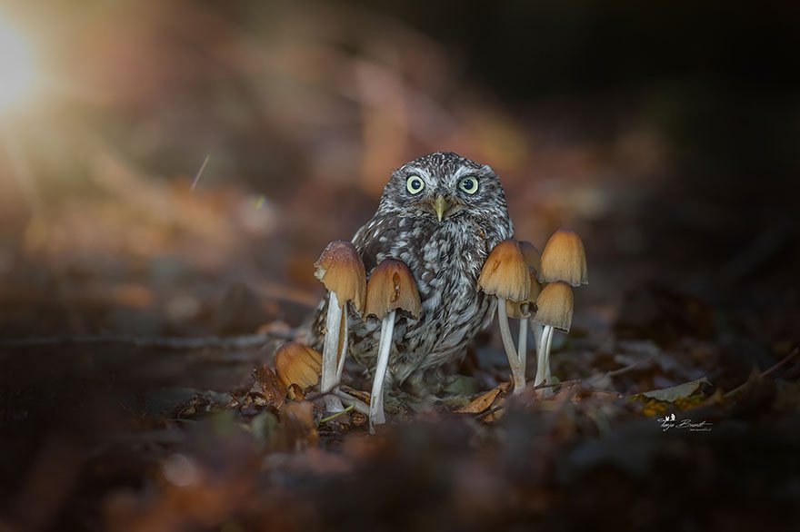 Tiny Owl Hiding From The Rain Under A Mushroom
