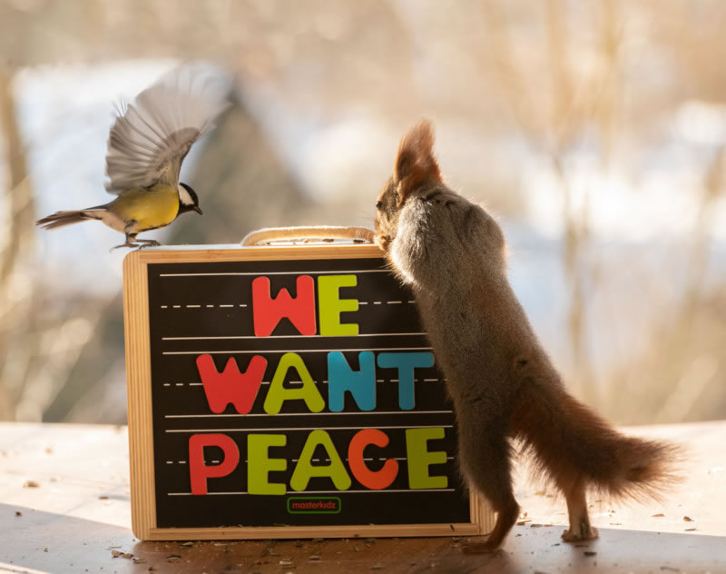 Anti-War Squirrel Photos As A Message Of Peace By Geert Weggen