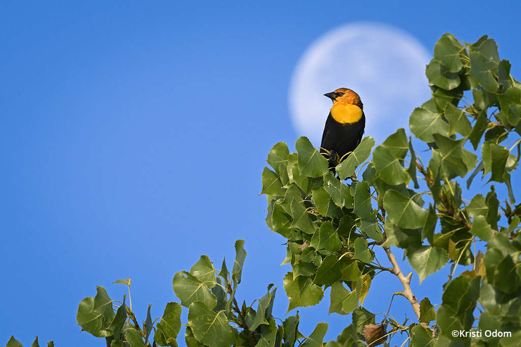Image of a Yellow-headed blackbird.