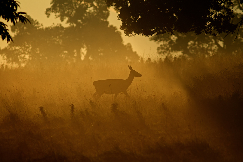 Beautiful Wildlife Photography by Simon Roy