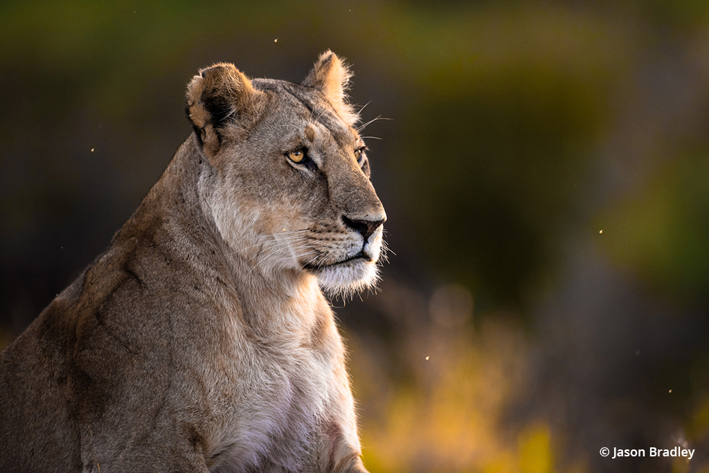 Lioness in Kenya.
