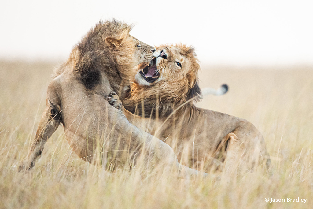 Lions wrestling in Kenya.
