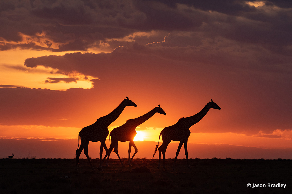 Giraffes at sunset in Kenya.