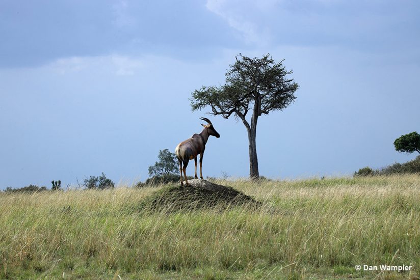 Color wildlife image taken in Africa.