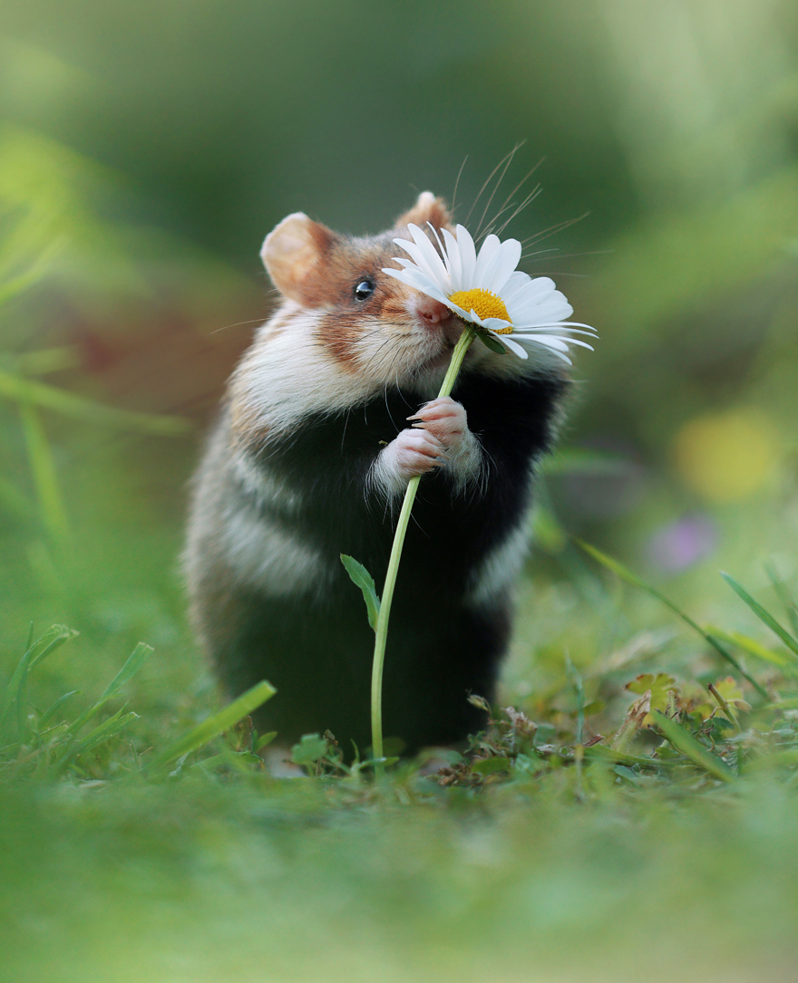 Beautiful Photos Of Wild Hamsters By Julian Rad