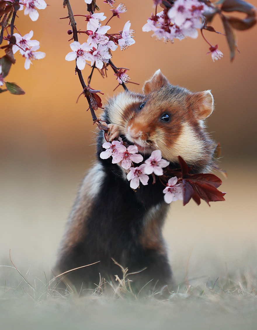 Beautiful Photos Of Wild Hamsters By Julian Rad