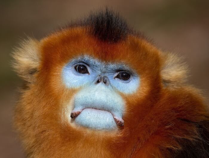 Portraits Of The World’s Rarest Primates By Mogens Trolle
