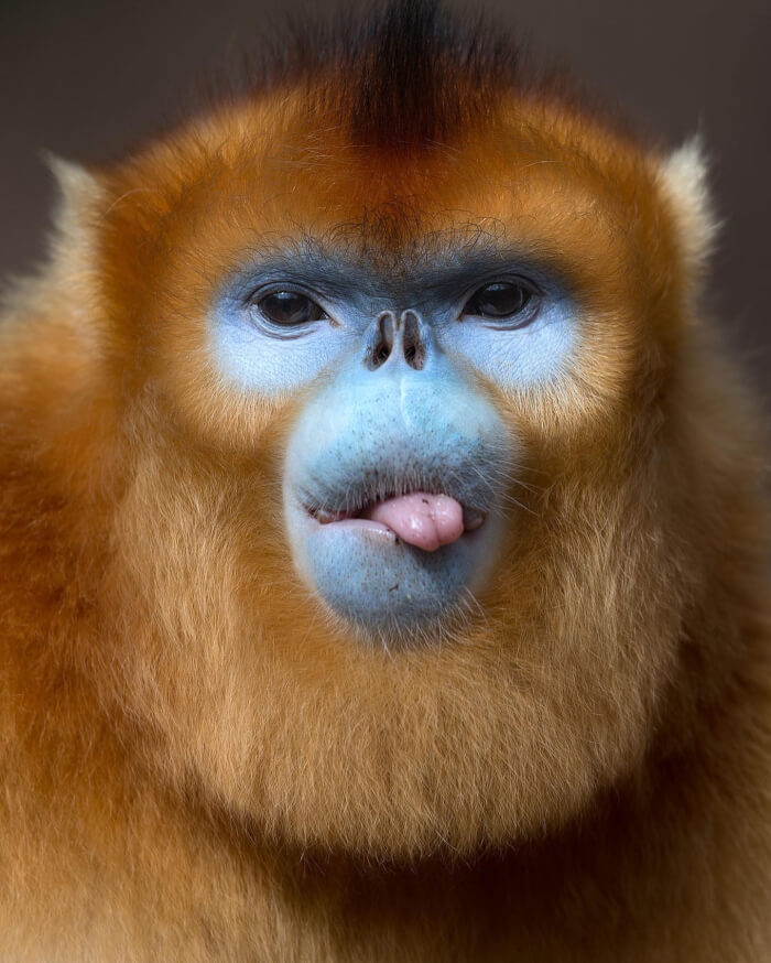 Portraits Of The World’s Rarest Primates By Mogens Trolle