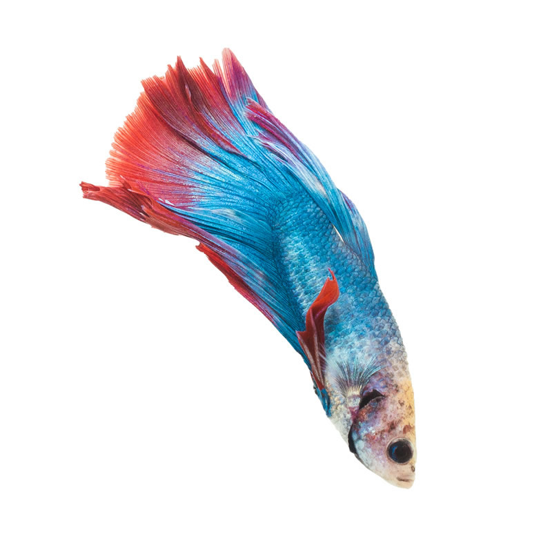 Cute And Colorful Betta Fishes