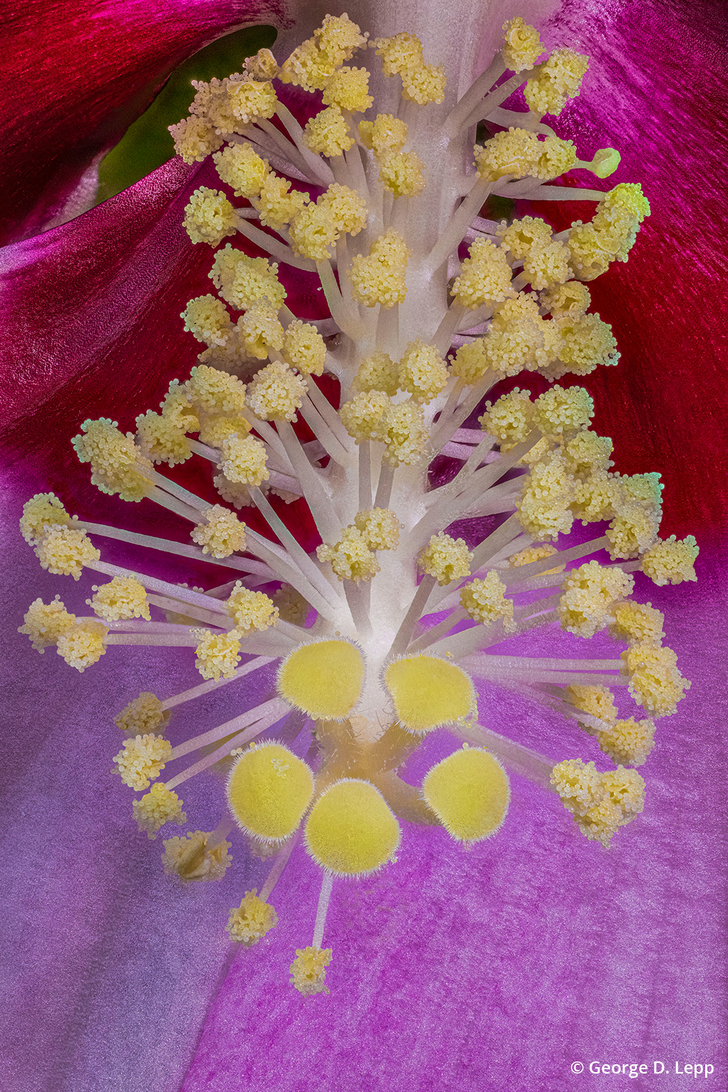 Close-up detail of a hibiscus flower