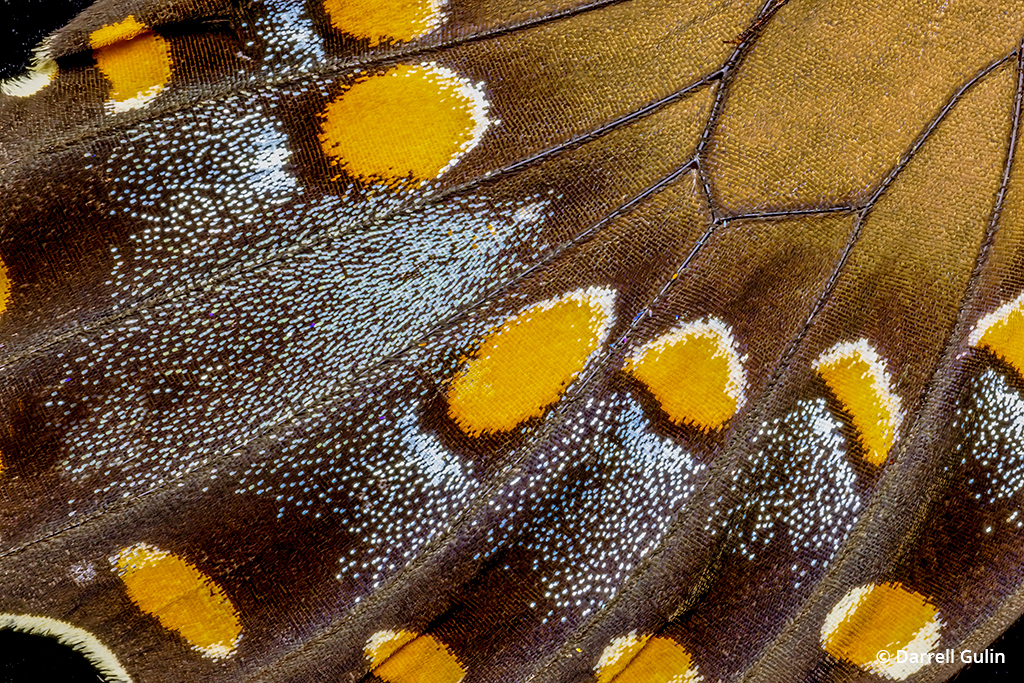 Photo of a butterfly wing taken with the Canon RF100mm Macro lens