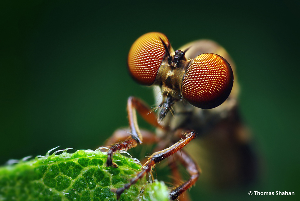 Macro photo of a Holcocephala fusca robber fly