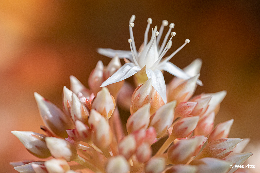 Image of a coppertone stonecrop flower