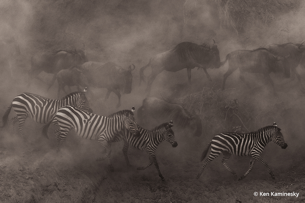 Photo of zebra and wildebeest at the Mara River crossing