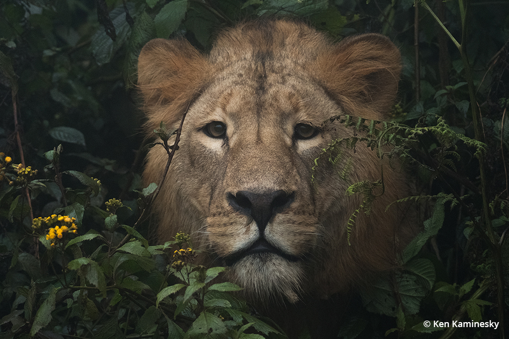Photo of a male lion