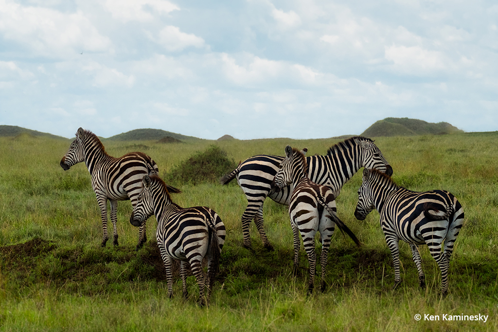 Photo of a group of zebras