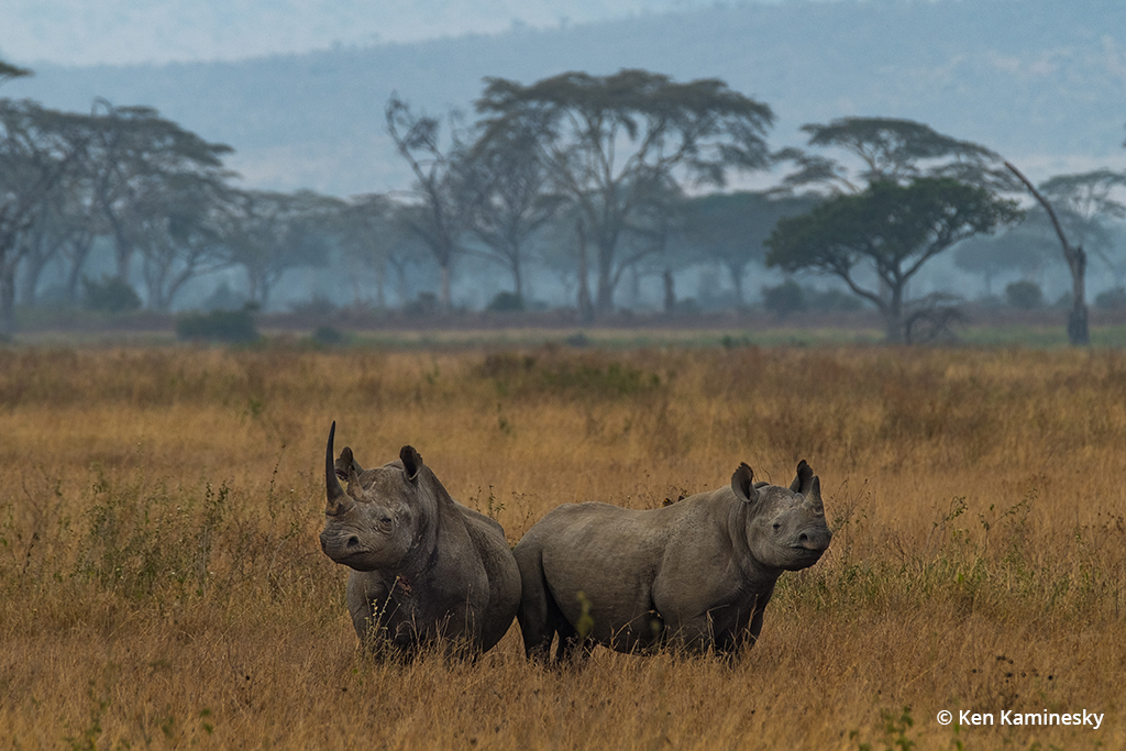 Photo of a rhinoceros and her calf