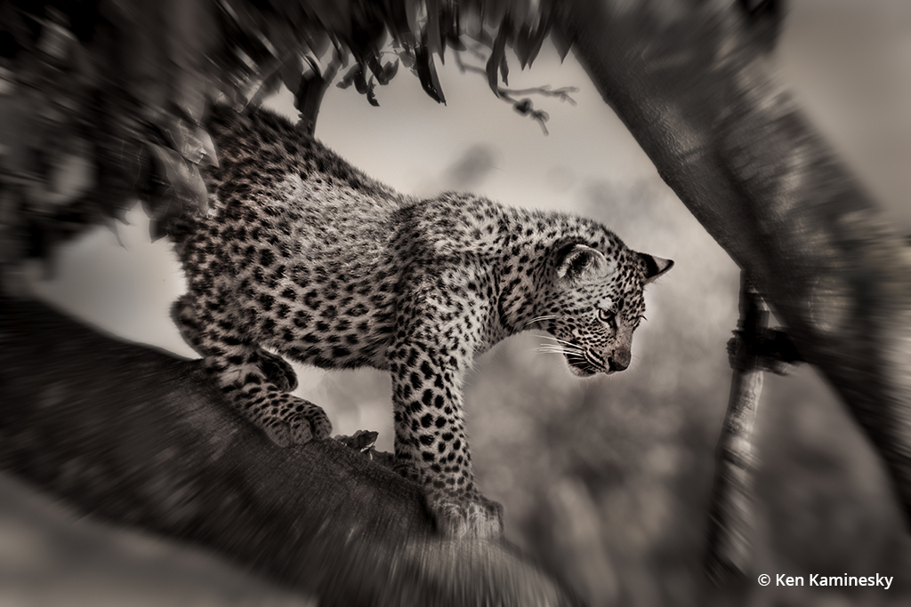 Photo of a leopard
