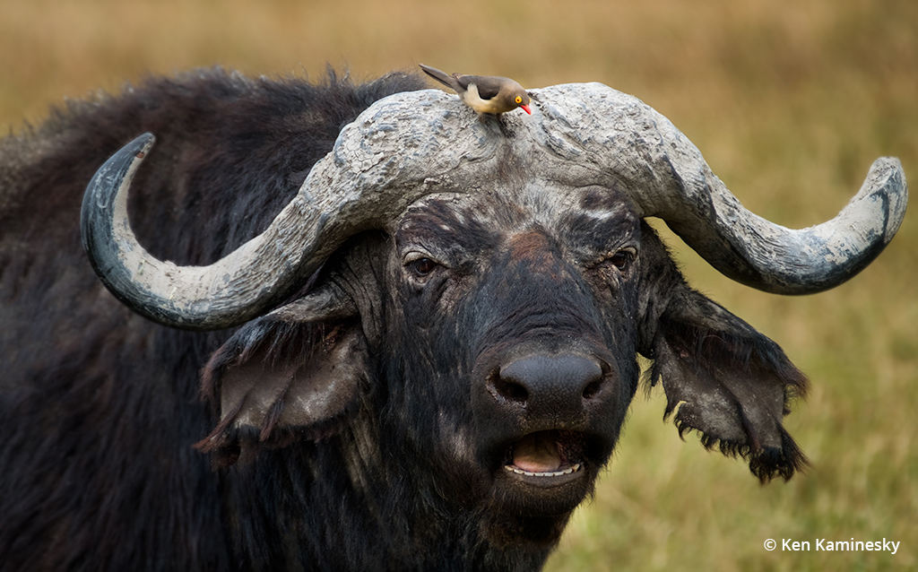 Photo of an oxpecker perched on a cape buffalo's head