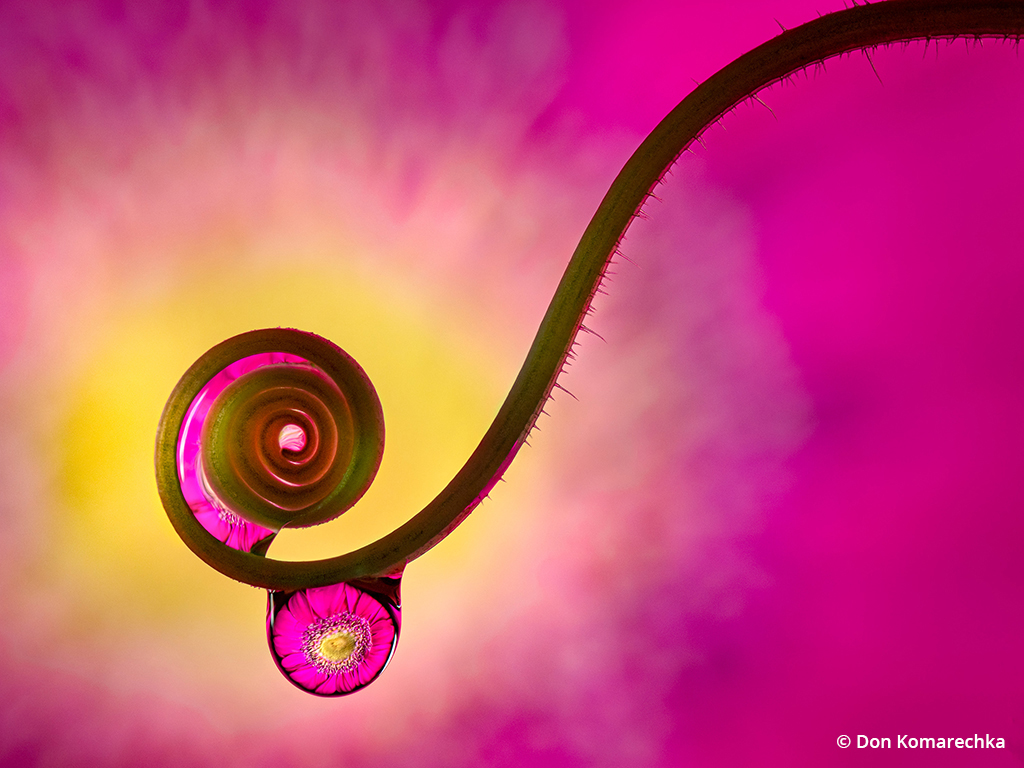 Macro photo of a curling tendril from a cucumber vine