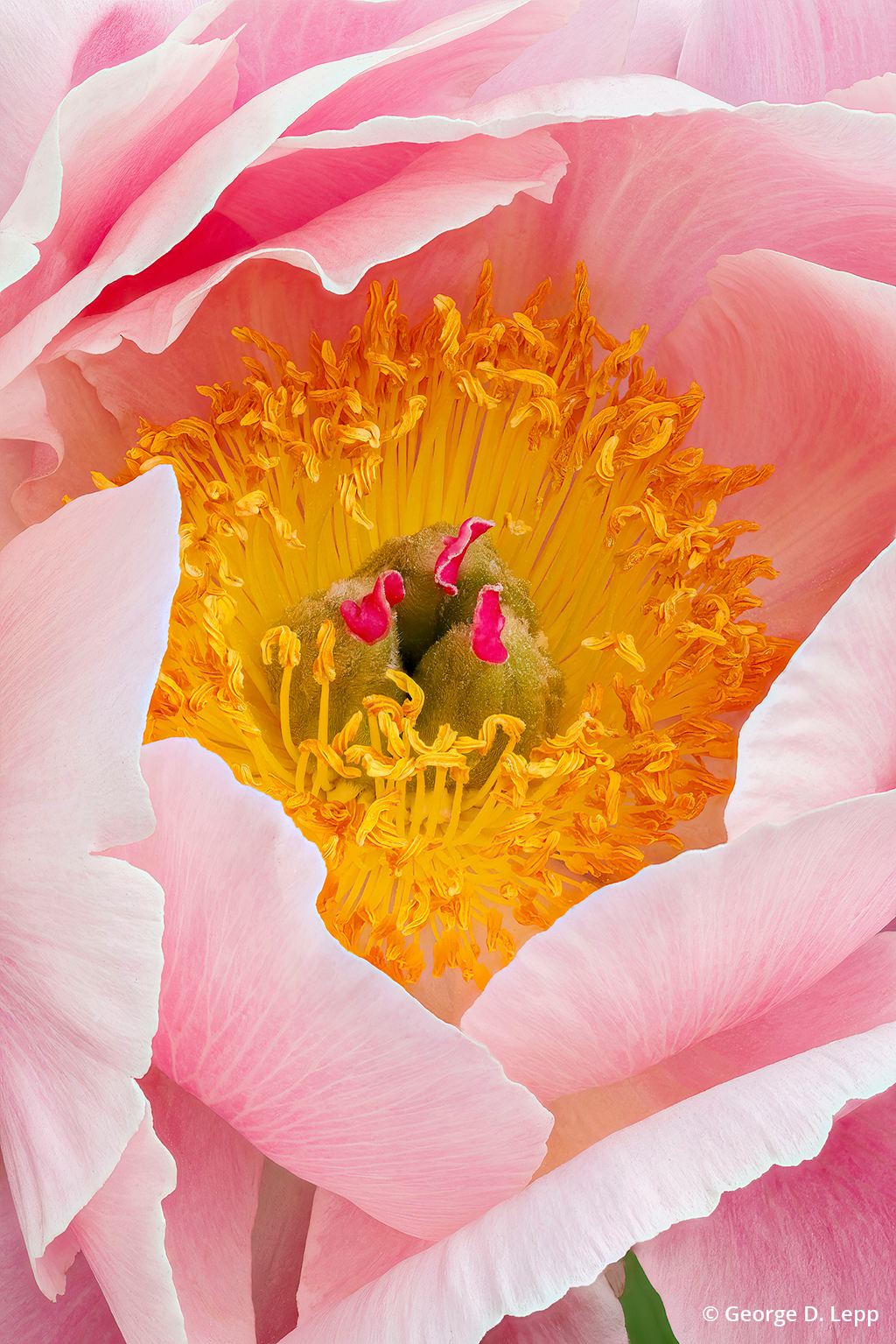 Photo of a pink peony bloom