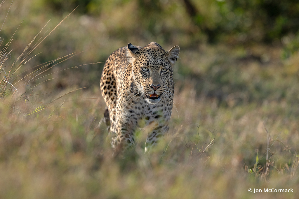 Photo of a leopard approaching the camera