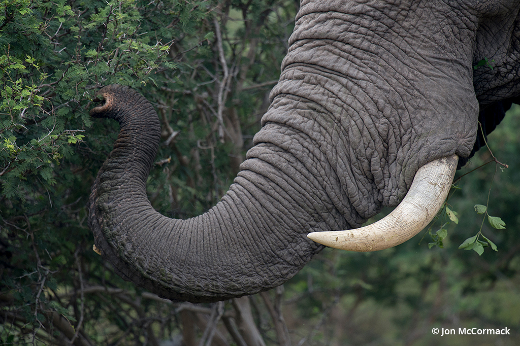 Closeup photo of an elephant's trunk and tusk