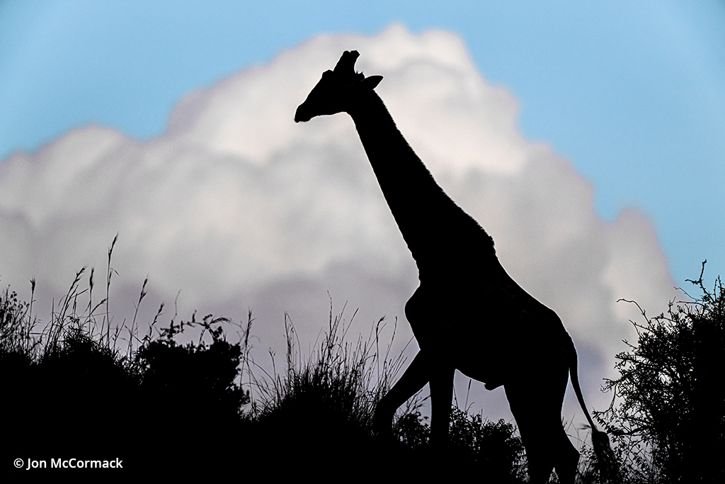 Silhouette photo of a giraffe
