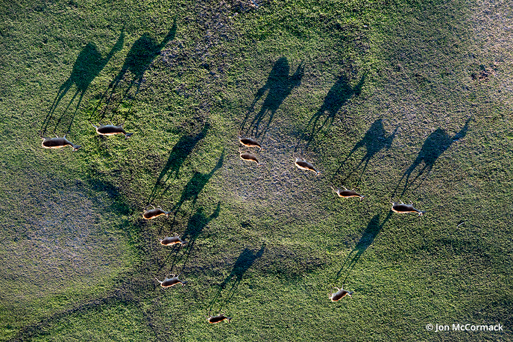 Photo of antelope from an aerial perspective