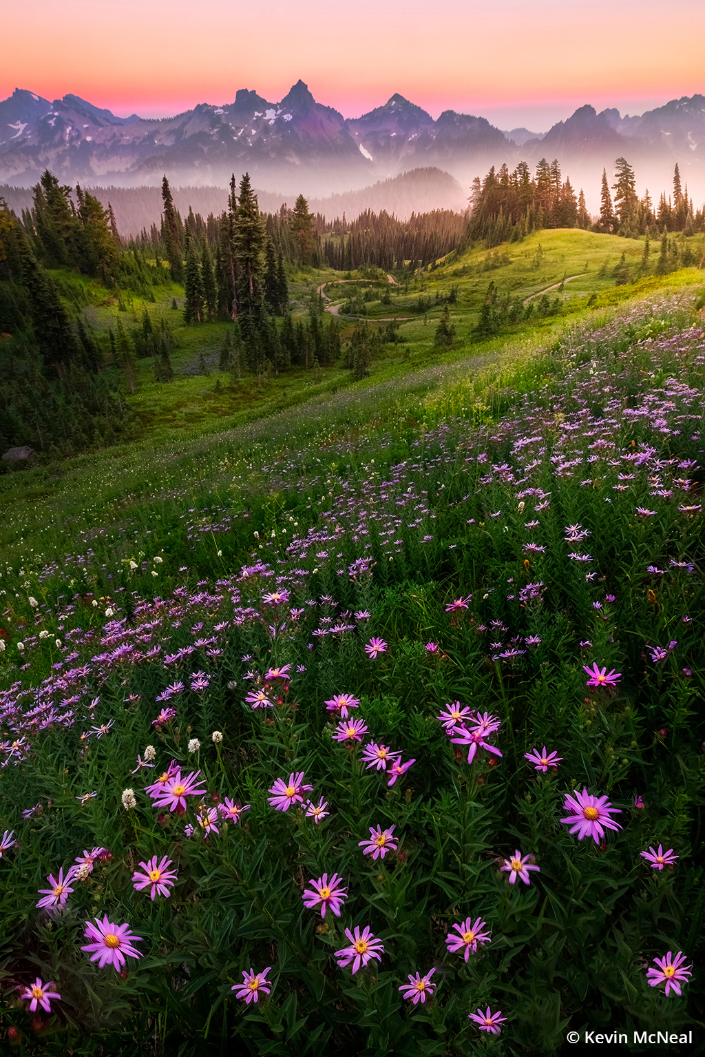Photo of summer wildflowers