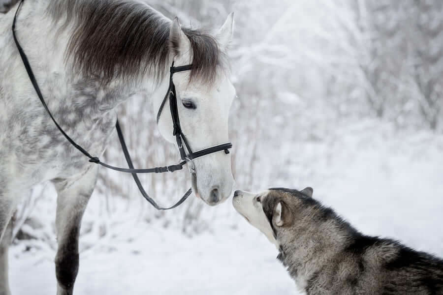 Grey Horse And Alaskan Malamute Builds A Unique Bond