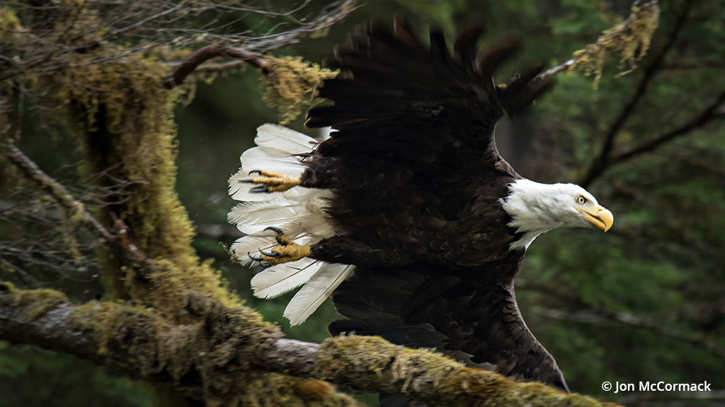 Photo of a bald eagle
